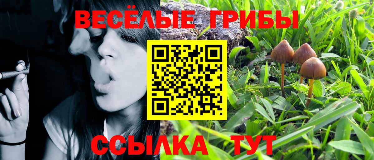 Галлюциногенные грибы Psilocybe Богородицк